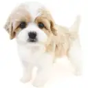 MIX（キャバリアキングチャールズスパニエル×ビションフリーゼ）