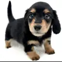 カニンヘン・ダックスフント