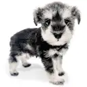 ミニチュア・シュナウザー