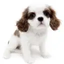 キャバリア・キングチャールズ・スパニエル