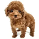 トイ・プードル