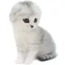 スコティッシュフォールド