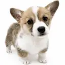 ウェルシュコーギーペンブローク