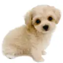 MIX(マルチーズ×トイプードル)