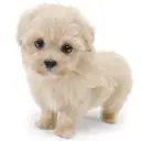 MIX（マルチーズ×トイプードル）