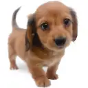 カニンヘン・ダックスフント