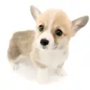 ウェルシュコーギーペンブローク