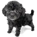 トイ・プードル