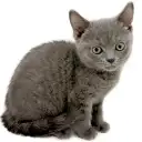 ブリティッシュショートヘア