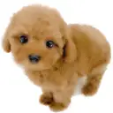 トイ・プードル