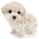 MIX（マルチーズ×トイプードル）