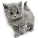 ブリティッシュロングヘア