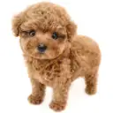 トイ・プードル