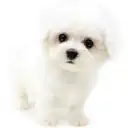 ビションフリーゼ