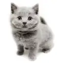 ブリティッシュロングヘア