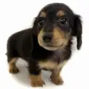 カニンヘン・ダックスフント