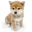 柴犬