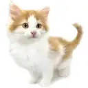 ノルウェージャンフォレストキャット