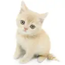 ブリティッシュショートヘア