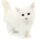 ネヴァマスカレード