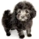 トイ・プードル