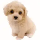 MIX（マルチーズ×トイプードル）