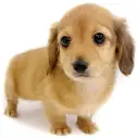 ミニチュア・ダックスフント