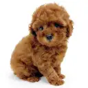 トイ・プードル