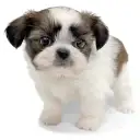 MIX（チワワ×シーズー）