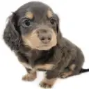 ミニチュア・ダックスフント