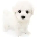 ビションフリーゼ