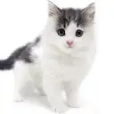 ノルウェージャンフォレストキャット