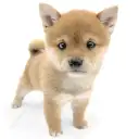 豆柴