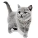 ブリティッシュショートヘア