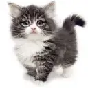 ノルウェージャンフォレストキャット