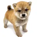 豆柴