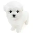 ビションフリーゼ