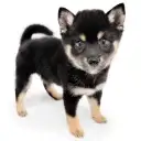 豆柴
