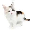メインクーン