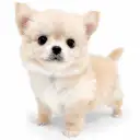 チワワ