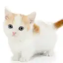 マンチカン