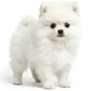ポメラニアン