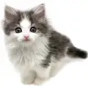 ノルウェージャンフォレストキャット