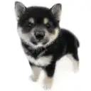 豆柴