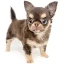 チワワ