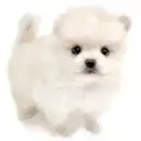ポメラニアン