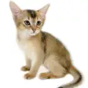 アビシニアン