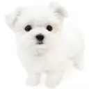 マルチーズ