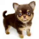 チワワ