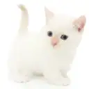 マンチカン